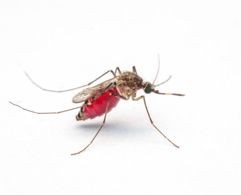 The Battle Against Cancer May Be Zika