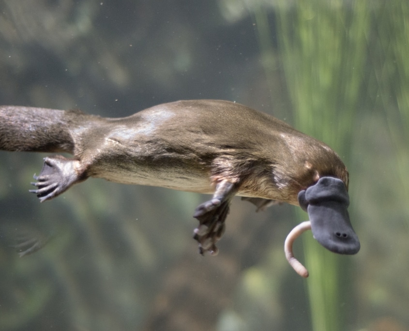 The Key to Fighting Superbugs Might Be Milk… Platypus Milk