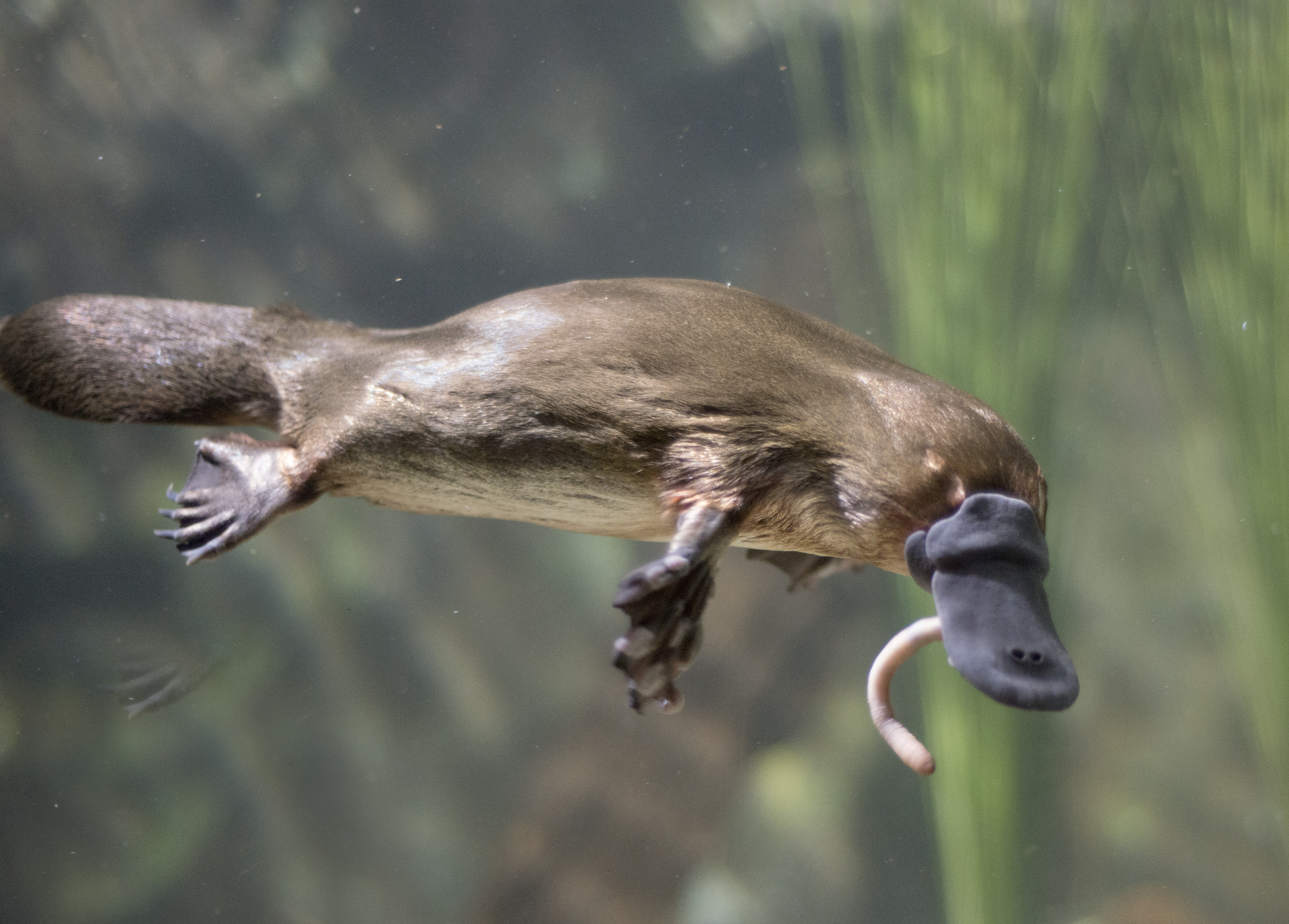 platypus milk platypus milk