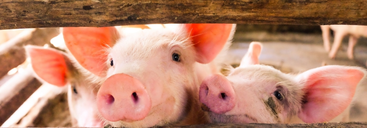 Pigs Bring Hope To Transplant Lists Worldwide