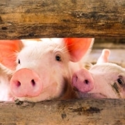 Los cerdos traen esperanza a las listas de trasplantes en todo el mundo