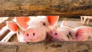 Pigs Bring Hope To Transplant Lists Worldwide