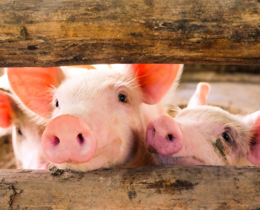 Pigs Bring Hope To Transplant Lists Worldwide